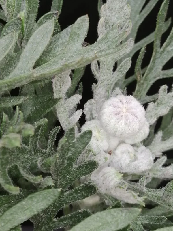 Euryops pectinatus, foto 3