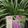 Liriope muscari Big Blue, pianta da esterno