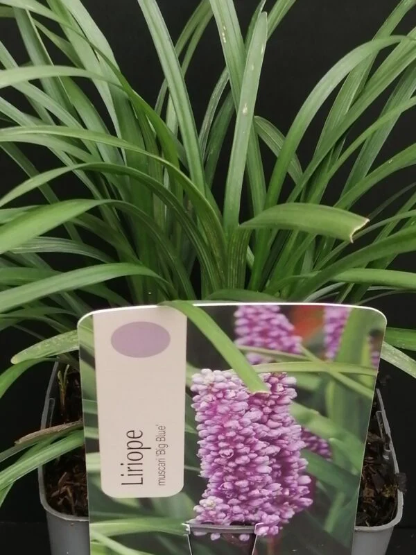 Liriope muscari Big Blue, pianta da esterno