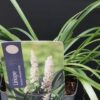 Liriope muscari Monroe White, pianta da esterno