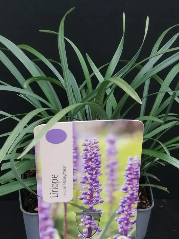 Liriope muscari Moneymaker, pianta da esterno