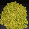 Thymus citriodorus Anderson Gold, pianta da esterno