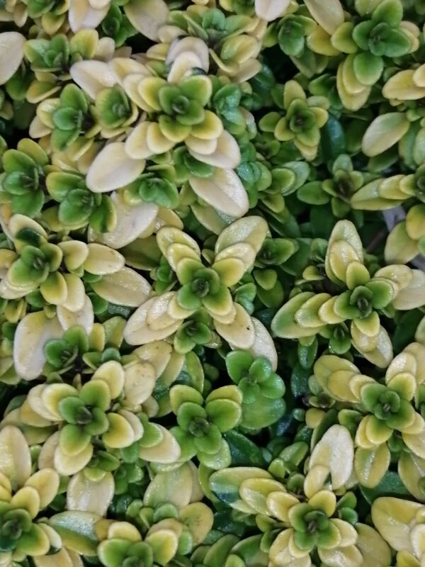 Thymus citriodorus Anderson Gold, foto 2