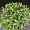 Thymus vulgaris  Timo, pianta da esterno