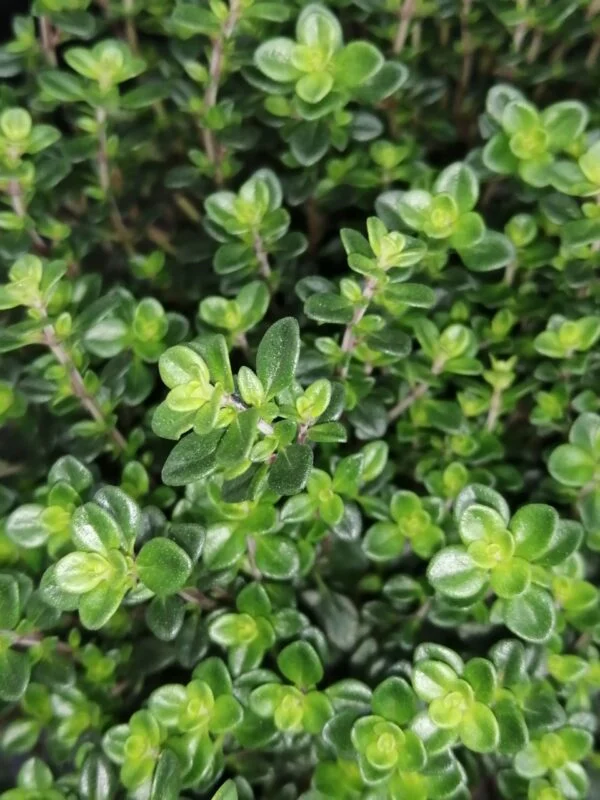 Thymus vulgaris Timo, foto 2