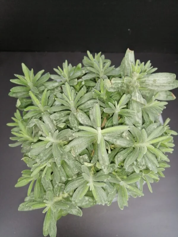 Lavandula angustifolia Hidcote, pianta da esterno