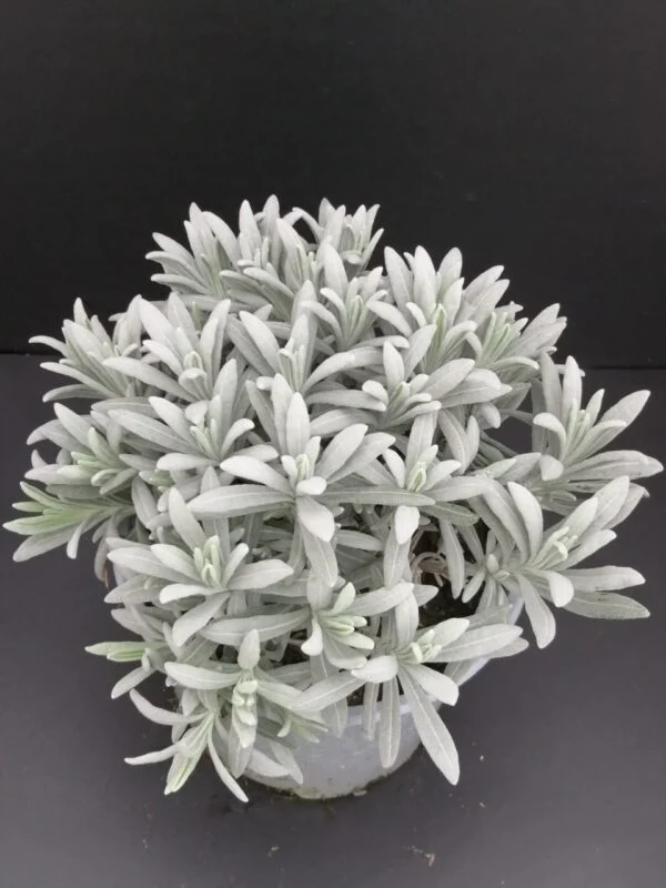 Lavandula angustifolia, pianta da esterno