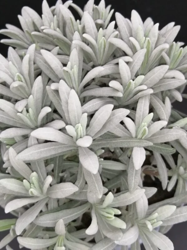 Lavandula angustifolia, foto 2
