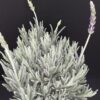 Lavandula dentata, pianta da esterno