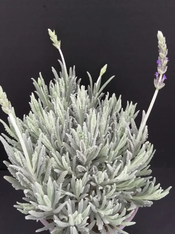Lavandula dentata, pianta da esterno