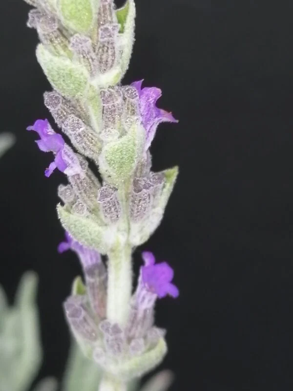 Lavandula dentata, foto 3