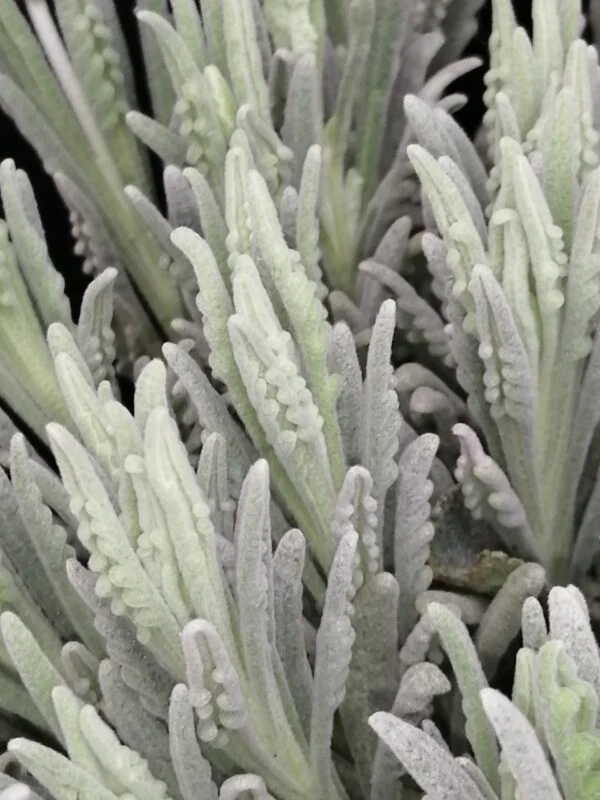 Lavandula dentata, foto 2