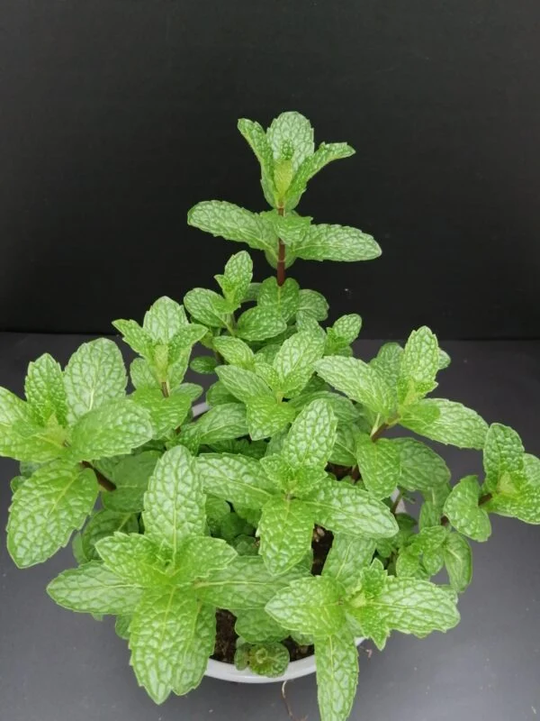 Mentha Mojito, pianta per orto e cucina
