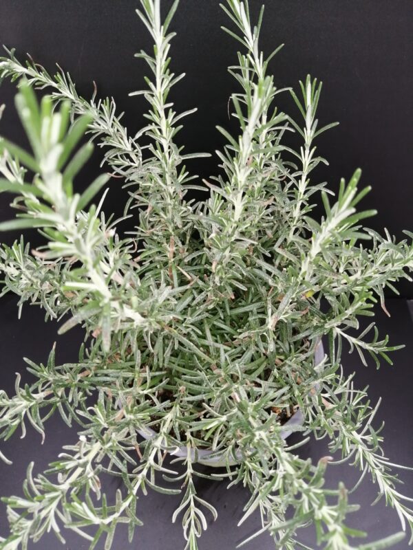 Rosmarinus officinalis Prostratus, foto 2