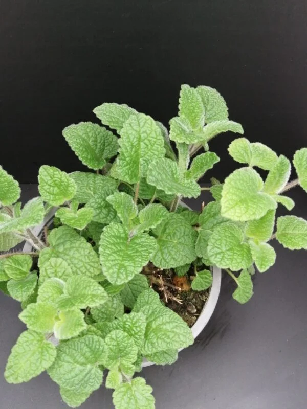 Melissa officinalis ssp.altissima, melissa al mandarino, pianta per orto e cucina