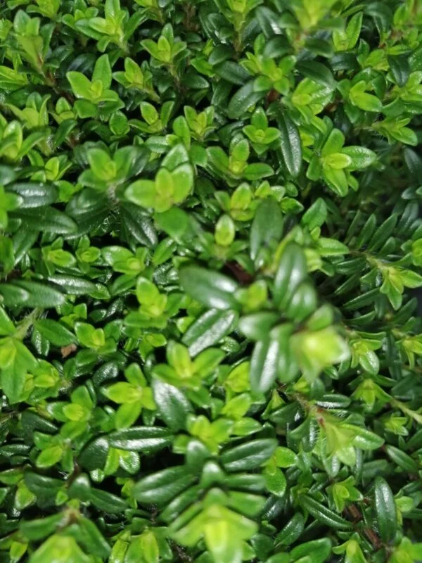 Satureja, foto 2
