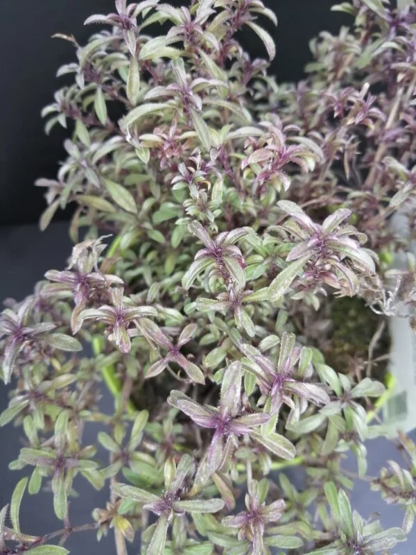 Erba Pepe, pianta per orto e cucina
