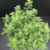 Origanum majorana, pianta per orto e cucina