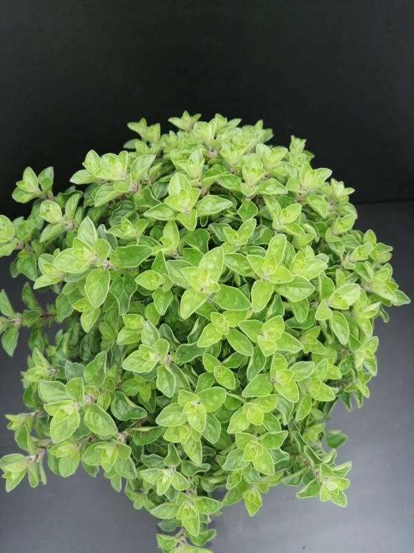 Origanum vulgare, pianta per orto e cucina