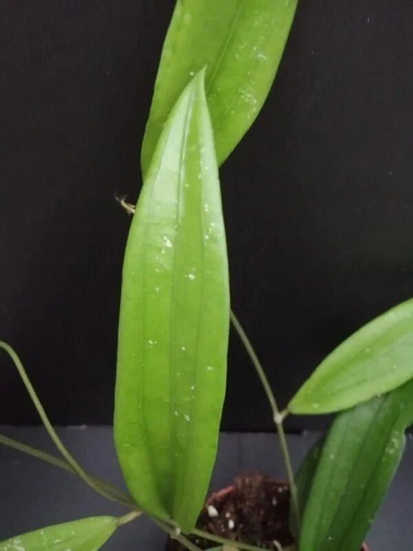 Hoya rafflesia, foto 2