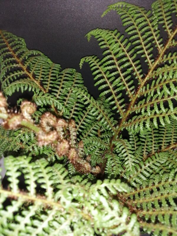 Cyathea tomentosissima, pianta da terrario