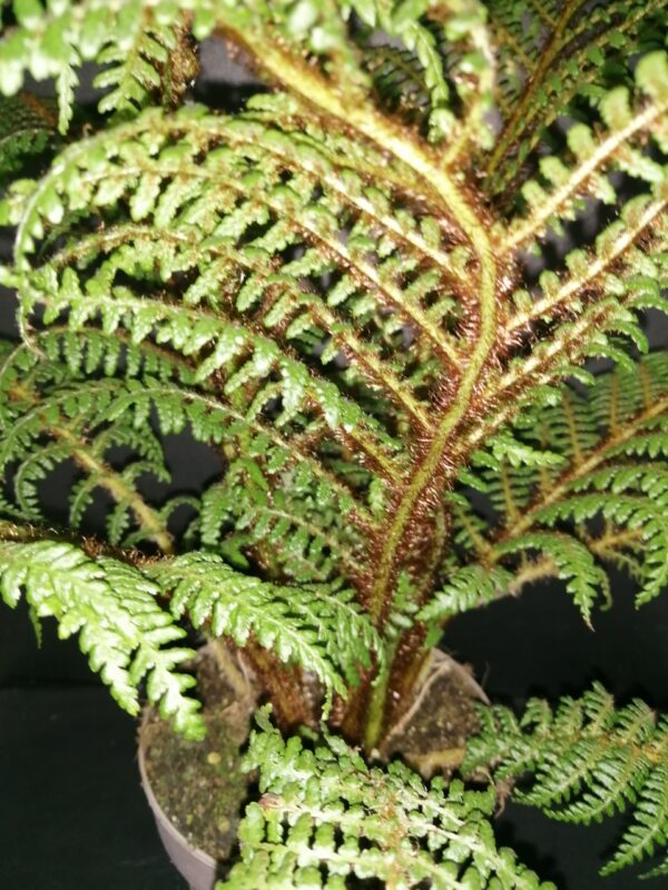 Cyathea tomentosissima, foto 2