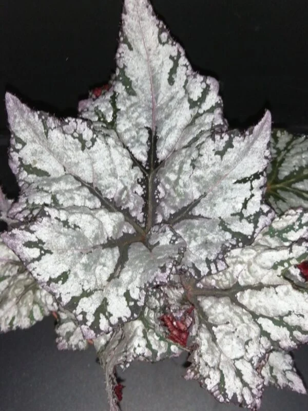 Begonia Star Light, pianta da interno