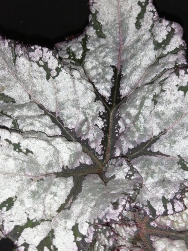 Begonia Star Light, foto 2