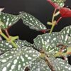 Begonia maculata Spotlight Green, pianta da interno
