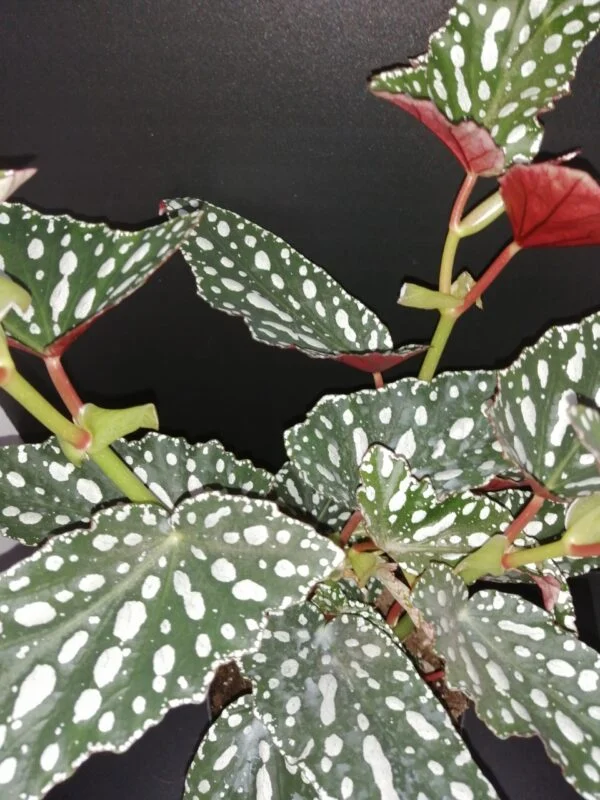 Begonia maculata Spotlight Green, pianta da interno