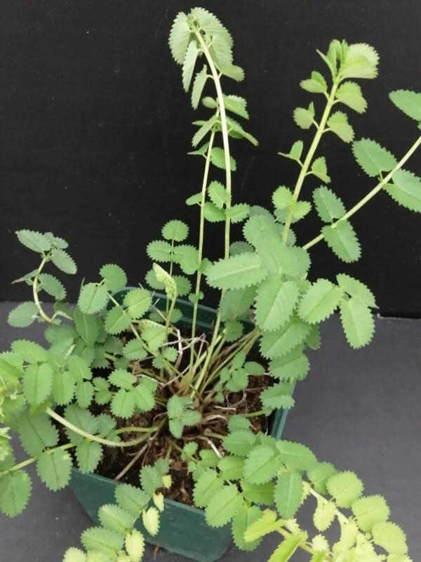 Sanguisorba officinalis  Pimpinella maggiore, pianta per orto e cucina
