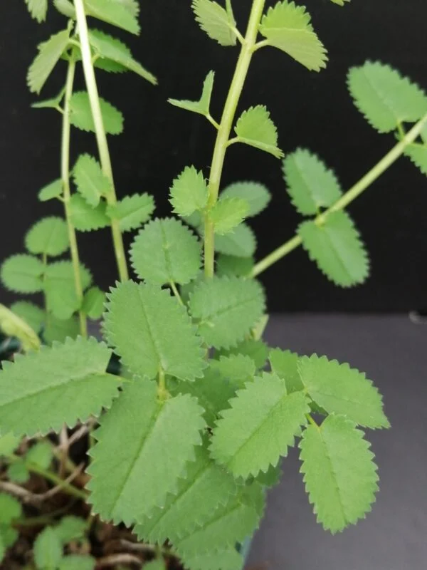 Sanguisorba officinalis Pimpinella maggiore, foto 2
