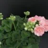 Pelargonium Astrid, pianta da esterno