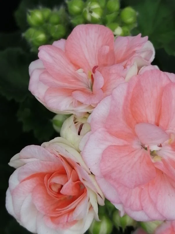 Pelargonium Astrid, foto 3