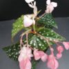 Begonia maculata Silverspot, pianta da interno