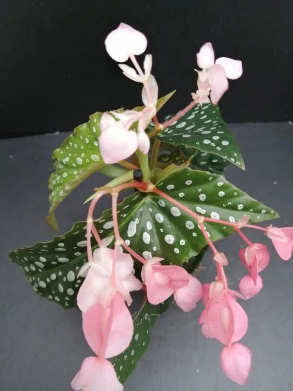 Begonia maculata Silverspot, pianta da interno
