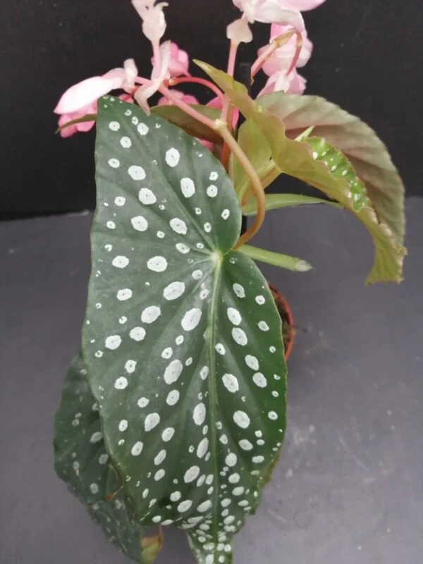Begonia maculata Silverspot, foto 2