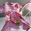 Oxalis triangularis, pianta da interno e da esterno