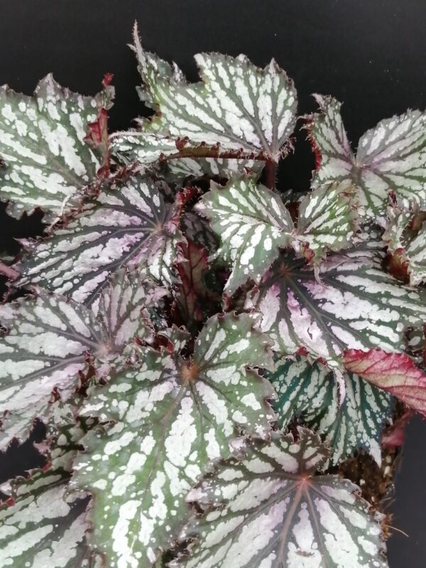 Begonia Jungle Wonders Tricolore, pianta da interno