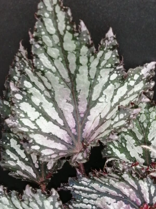 Begonia Jungle Wonders Tricolore, foto 2