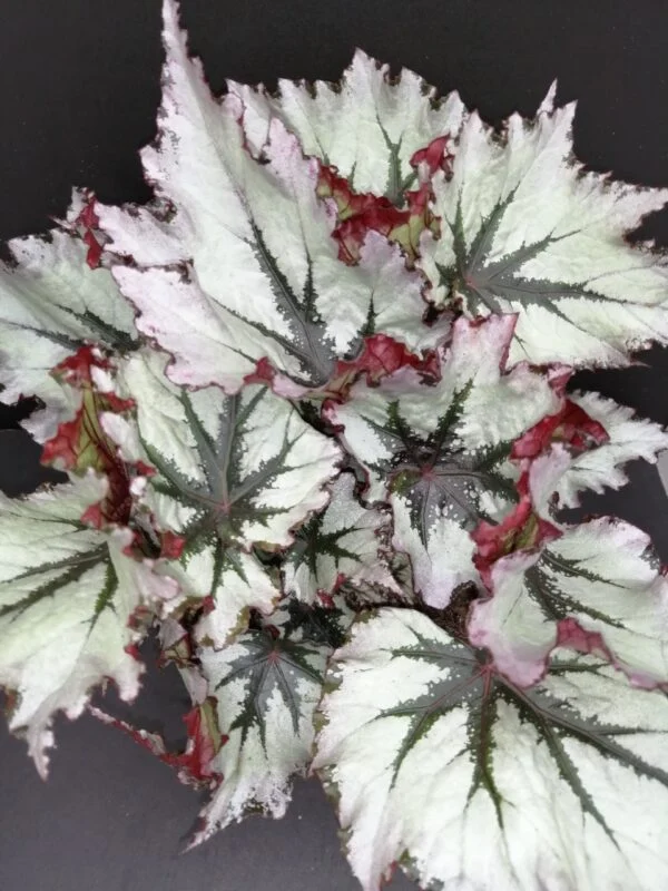 Begonia Jungle Wonders Nordic Glace', pianta da interno