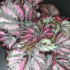 Begonia Rumba, pianta da interno