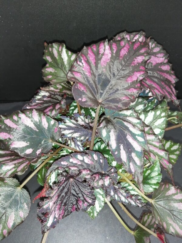 Begonia Helen Teupel, pianta da interno