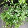 Cissus striata, pianta da interno