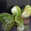 Begonia blancii Mottled, pianta da interno
