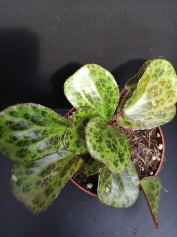 Begonia blancii Mottled, pianta da interno