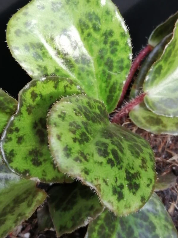 Begonia blancii Mottled, foto 2