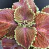 Coleus Magnificent Mile, pianta per orto e cucina