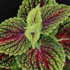 Coleus Spacecake, pianta per orto e cucina
