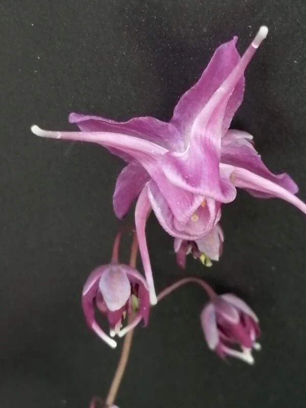 Epimedium grandiflorum Lilafee, foto 2